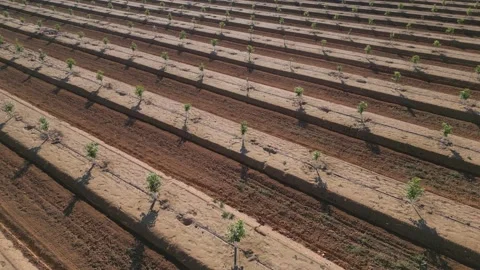 Orchard of young citrus trees in the rays of the setting sun Stock-Footage 230938390