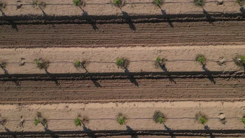 Orchard of young citrus trees in the rays of the setting sun Stock Footage 230938490