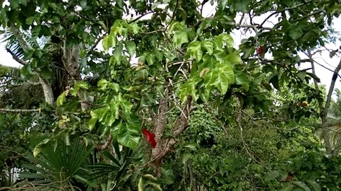 Orchards and horticultural crops Stock Footage 163704715