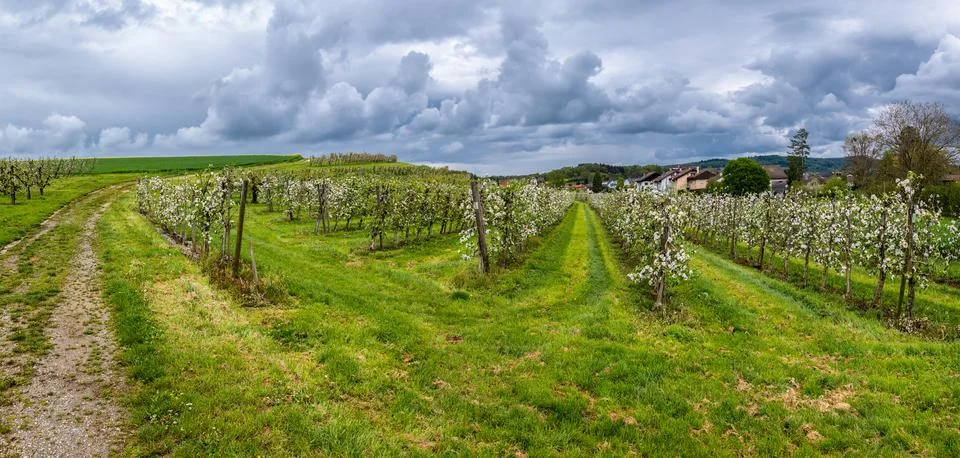 Orchards in german enclave of Busingen Stock Photos
