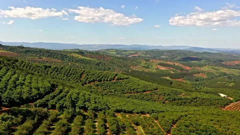 Orchards in Limpopo Stockbeeldmateriaal 153226737