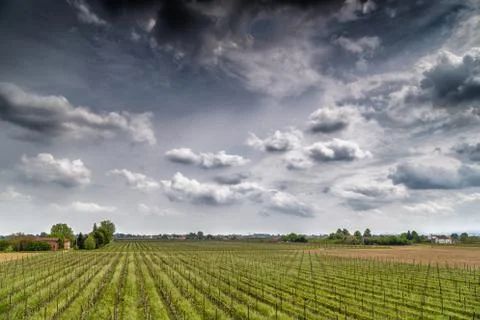 Orchards organized into rows on flat plain Stock Photos