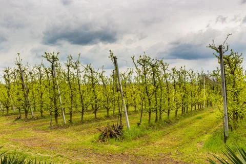 Orchards organized into rows on rolling hills Stock Photos