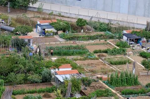 Orchards 写真素材