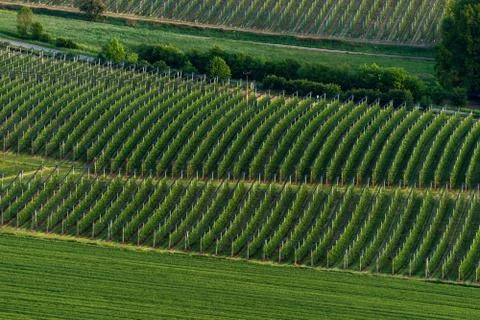 Orchards Stock Photos