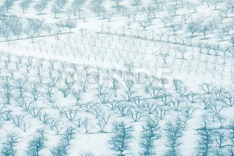 Orchards In Snow, Full Frame