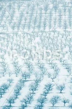 Orchards In Snow, Full Frame