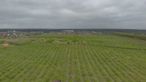 Orchards View Aerial Stock Footage 131148746