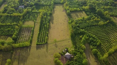 Orchards in the village Stock Footage 168620664