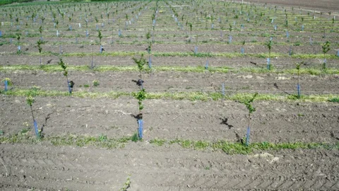 From orchards with young trees to the panorama of farm fields Stock Footage 129237841