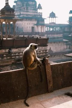 Orchha Fort, monkey Stockfoto's