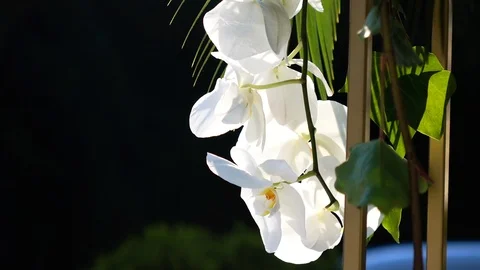 Orchid 01 Stock Footage 96753665