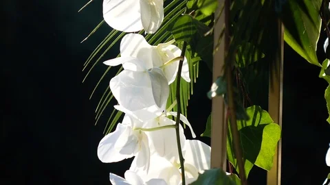 Orchid 02 Stock Footage 96756991