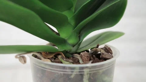 ORCHID 1 Stock Footage 154165813