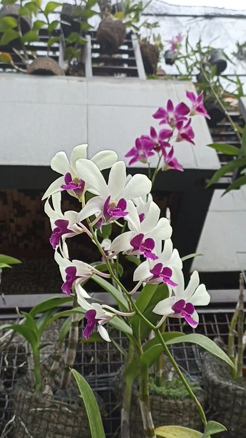 Orchid 1 Vidéo 232969711