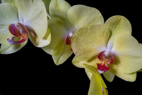 Orchid 1 Stock Photos