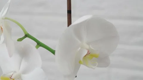 ORCHID 2 Stock Footage 154165214