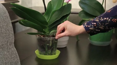 ORCHID 3 Stock Footage 154165795