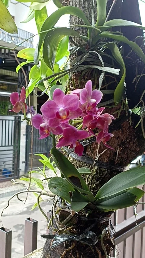 Orchid 4 Vidéo 232969722