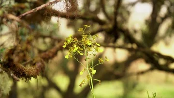 Orchid in Amazon Video stock 85579339