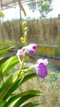 Orchid and leaf Stock Photos