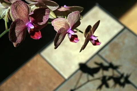 Orchid and Shadow 스톡 사진