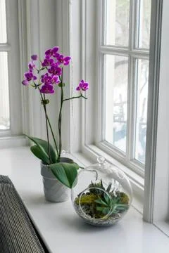 Orchid and Succulent on windowsill Stock Photos