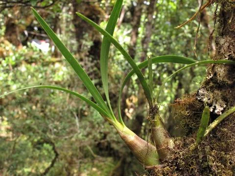 Orchid attached to a tree trunk Stock Photos