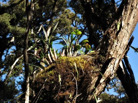 Orchid attached to a tree trunk Photos