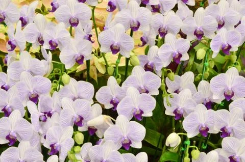 Orchid background 스톡 사진