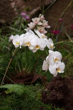 Orchid on the background. Stock Photos
