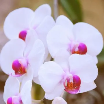 Orchid background Stock Photos