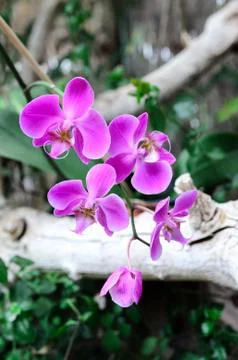 Orchid background Stock Photos