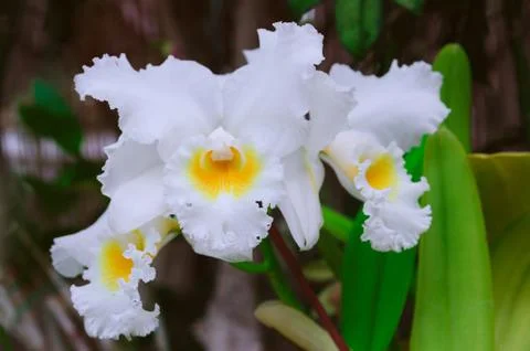 Orchid background Stock Photos