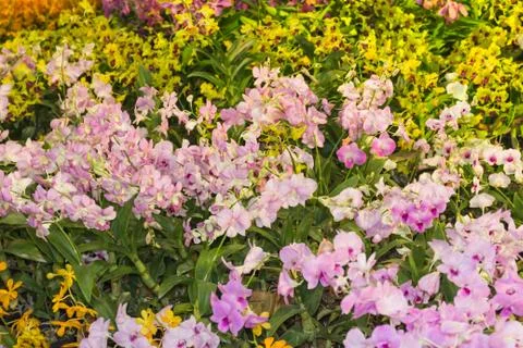 Orchid - beautiful orchid field,sensitive focus Stock Photos