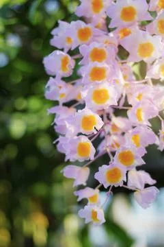 Orchid with beautiful. Foto stock