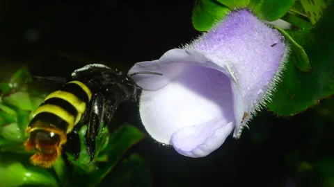 Orchid bee Eulaema sp. visiting a flower on the rainforest floor, slow motion Stock Footage 237400246