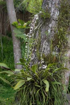 Orchid on the big tree Stock Photos