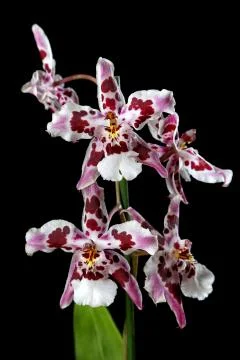 Orchid on a black background Stock Photos