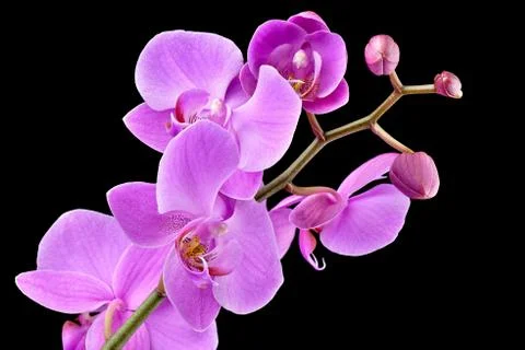 Orchid on a black background Stock Photos