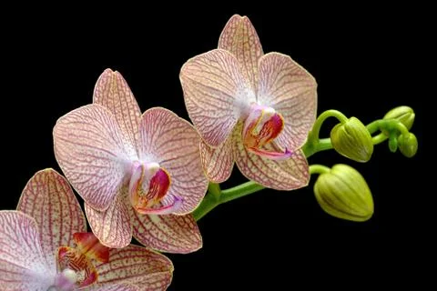 Orchid on a black background Foto stock
