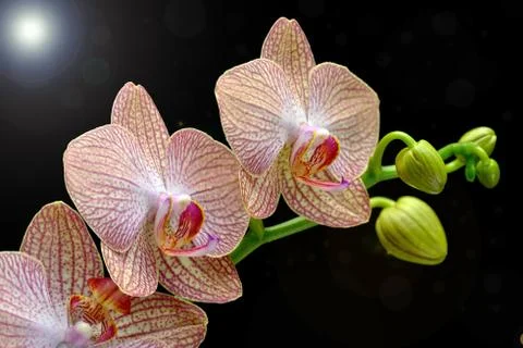 Orchid on a black background Stock Photos