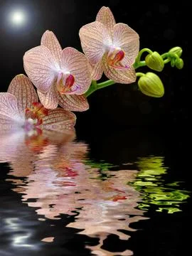 Orchid on a black background Stock Photos
