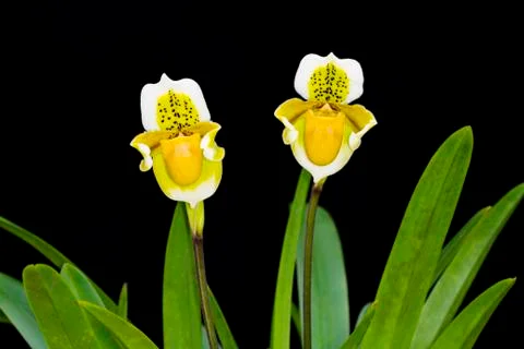 Orchid on black  background. Stock Photos