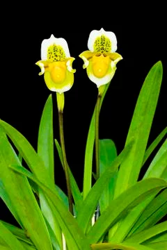 Orchid on black  background. Stock Photos