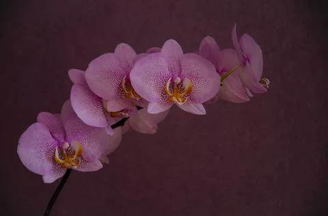 Orchid on black Stock Photos
