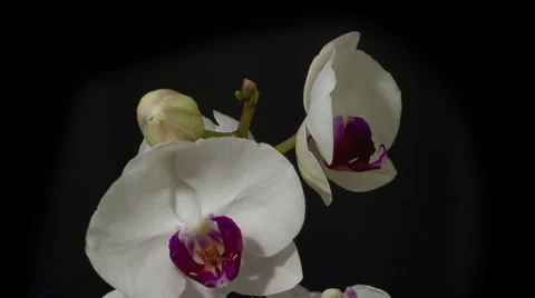 Orchid bloom 10 sec close up reverse HD Stock Footage 8506143