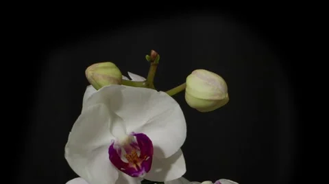 Orchid bloom 10sec close up HD Stock Footage 8506160