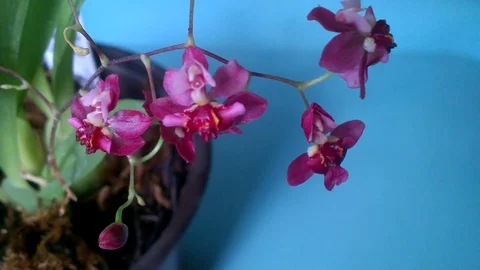 Orchid in bloom. Stock Footage 86818084