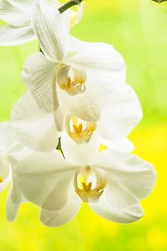 Orchid bloom Stock Photos